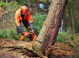 Reliable Milan, MI Tree Services Solutions