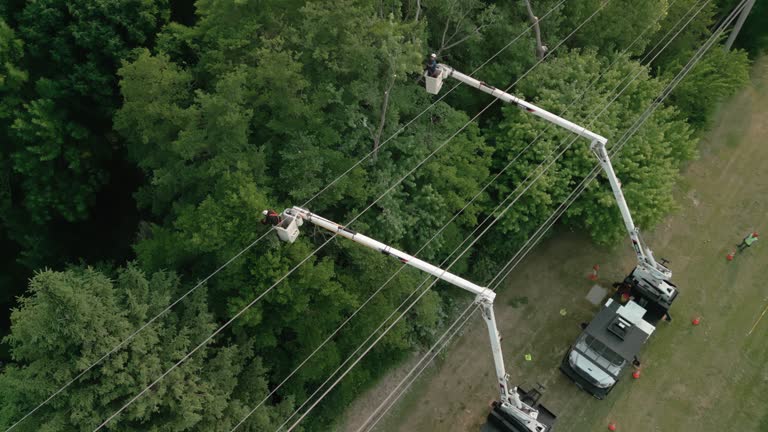 How Our Tree Care Process Works  in  Milan, MI